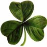 Shamrock